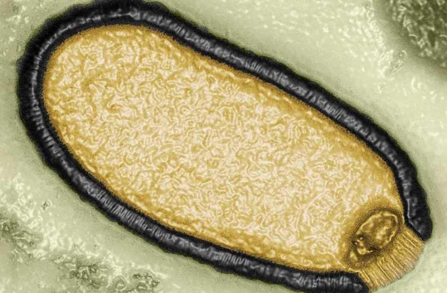 ΠΟΥ: Πιθανή μία νέα θανατηφόρα πανδημία – Τι&hellip;