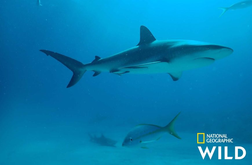 To «Αφιέρωμα: Sharkfest» επιστρέφει στο National Geographic Wild