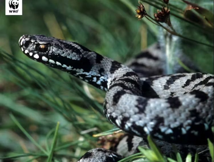 WWF: Πώς να αντιδράσουμε αν δούμε ή μας δαγκώσει φίδι