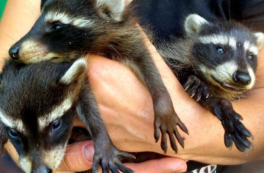 Ουκρανία: Η κατάρρευση του φράγματος αφάνισε έναν ολόκληρο ζωολογικό κήπο