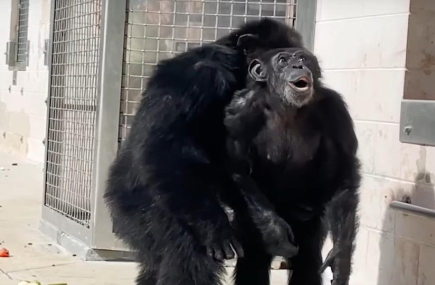 Χιμπατζής που έζησε 29 χρόνια σε κλουβί για πειράματα βλέπει για πρώτη φορά τον ουρανό