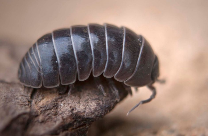 Αυτά τα μικρά πλάσματα είναι πιο χρήσιμα από ότι νομίζουμε