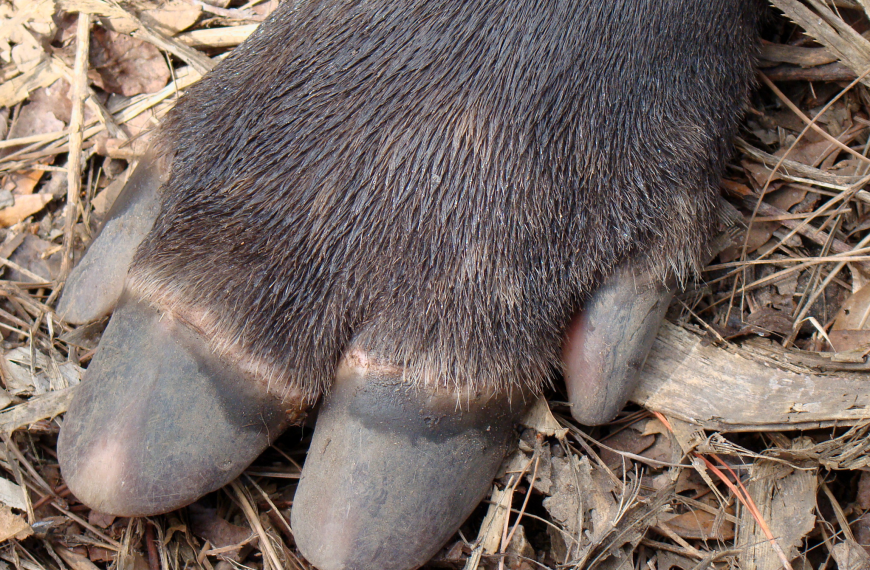Όταν τα άλογα είχαν δάχτυλα