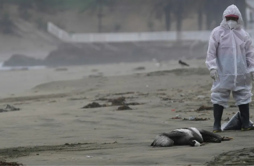 Κάτι σκοτώνει χιλιάδες θαλασσοπούλια στις ακτές της Χιλής