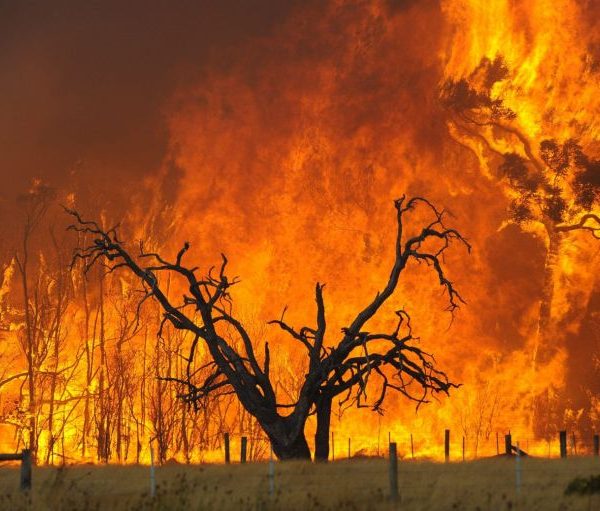 ΣΥΡΙΖΑ-ΠΣ: Την τελευταία πενταετία έχουν τριπλασιαστεί οι καμένες εκτάσεις