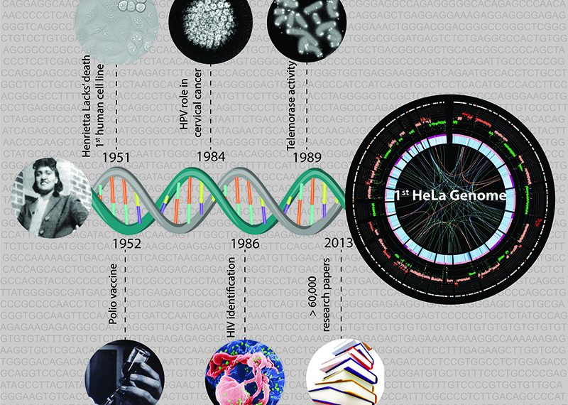 Tα «αθάνατα κύτταρα» της Ενριέτα Λακς