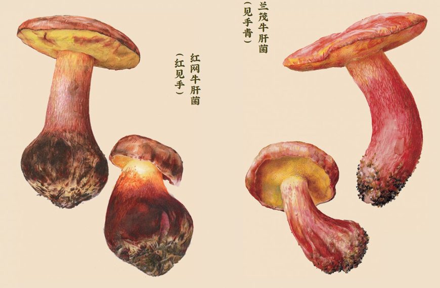 Η Τζάνετ Γέλεν έφαγε παραισθησιογόνα μανιτάρια στην Κίνα!