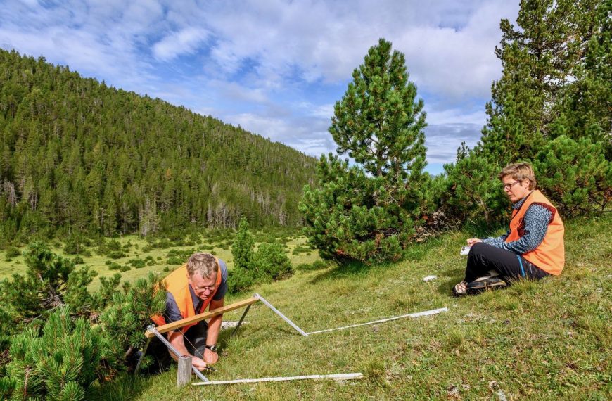 Ελβετία: Η αναγέννηση των δασών – Σπάνια είδη κατακτούν τις καμένες περιοχές