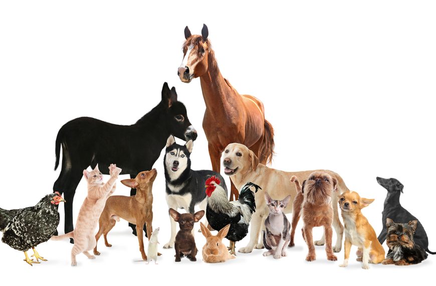 Παγκόσμια Ημέρα των Ζώων: Mια ευκαιρία για να επανεξετάσουμε τη σχέση μας με τη φύση