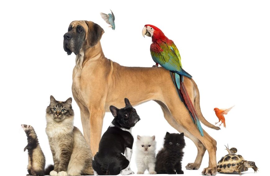 Μαριάνθη Δημοπούλου / Η Παγκόσμια Ημέρα των ζώων είναι ευκαιρία υπενθύμισης των ευθυνών που έχουμε απέναντι τους