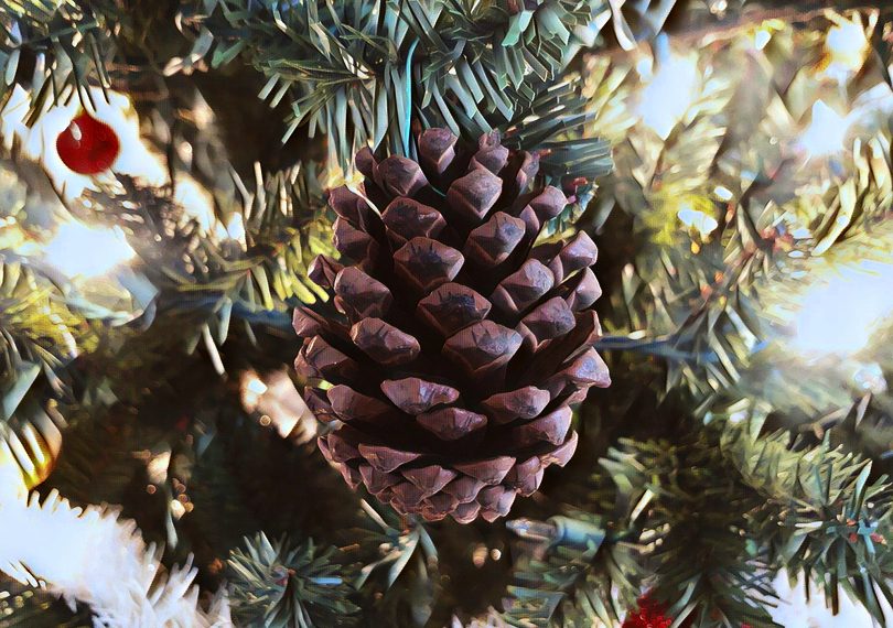 Το μαγικό κουκουνάρι