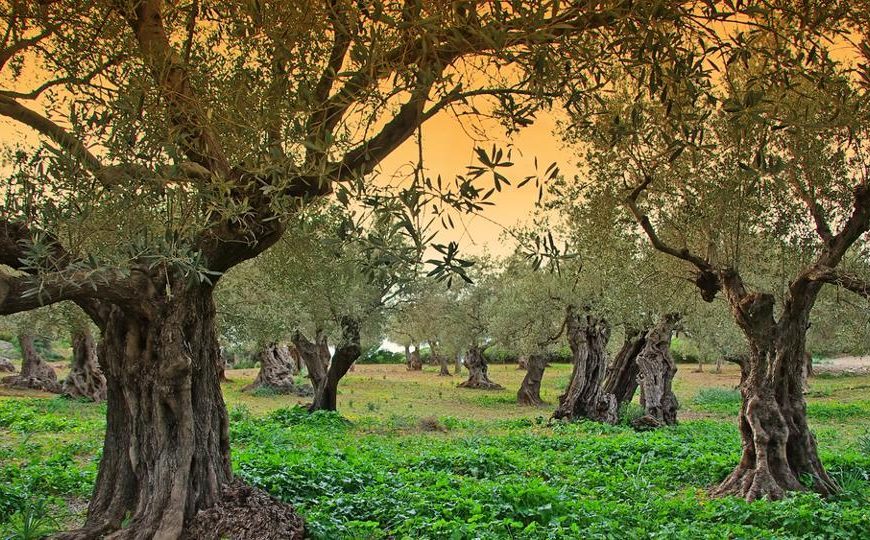 Ισπανία: Είναι πλέον το ελαιόλαδο είδος πολυτελείας;