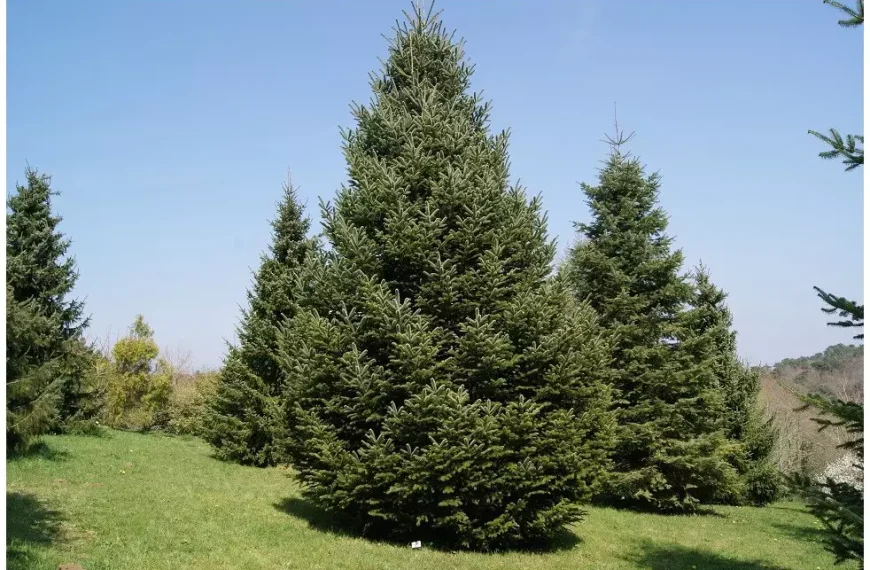 Αυτό είναι το ιδανικό χριστουγεννιάτικο δέντρο