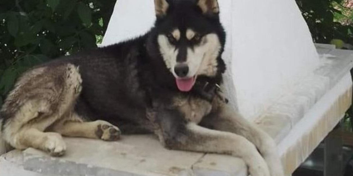 Δολοφονία Όλιβερ- Αράχωβα: Καταγγελία για πολιτική εντολή να κλείσει η υπόθεση με το χάσκι