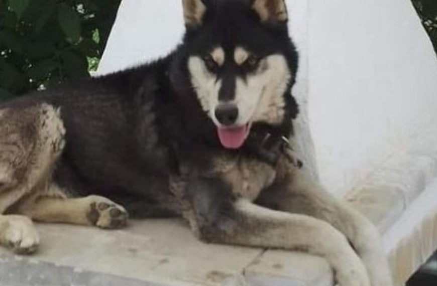 Δολοφονία Όλιβερ- Αράχωβα: Καταγγελία για πολιτική εντολή να κλείσει η υπόθεση με το χάσκι