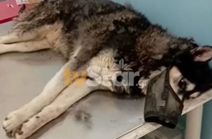 Βασανισμός χάσκι από Αράχωβα: Καταγγελία για προσπάθεια συγκάλυψης – Ξηλώθηκαν οι κάμερες που «έπιασαν» το περιστατικό