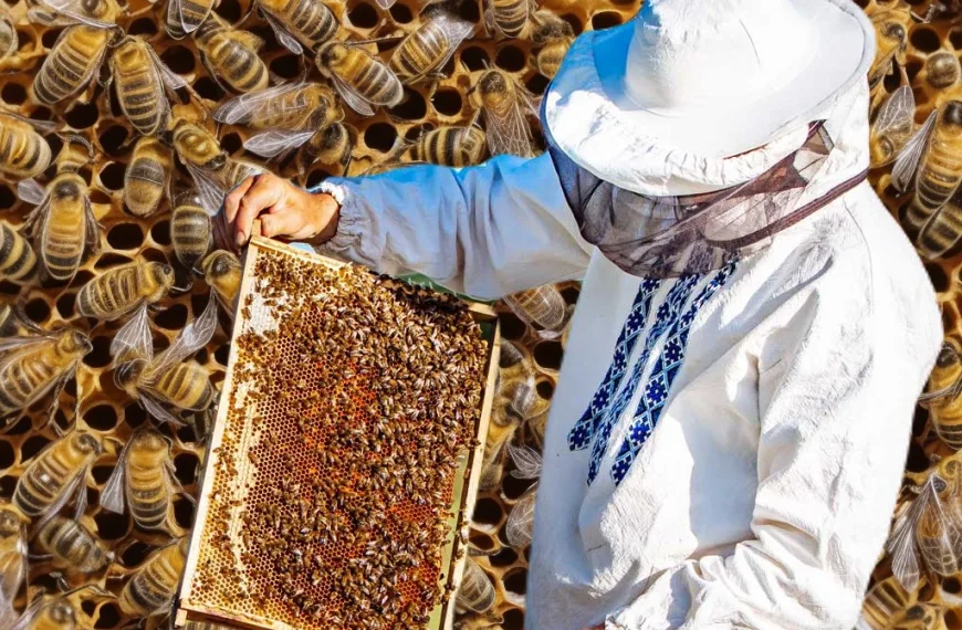 ΘΕΜΑ AnatropiNews: Οι κινητοποιήσεις των μελισσοκόμων, η νοθεία και οι ελληνοποιήσεις του μελιού