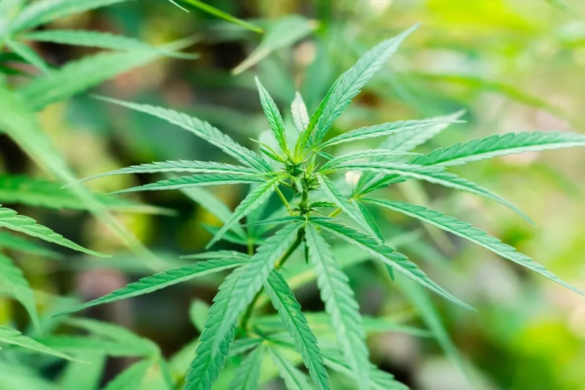 Γερμανία: Η Bundestag νομιμοποίησε την κάνναβη