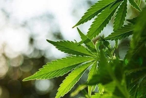 Γερμανία: Νομιμοποίηση της κάνναβης