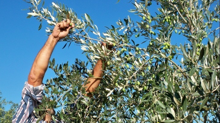 Αυξημένη η εφετινή παραγωγή ελαιολάδου – Υποχωρεί σταδιακά η τιμή