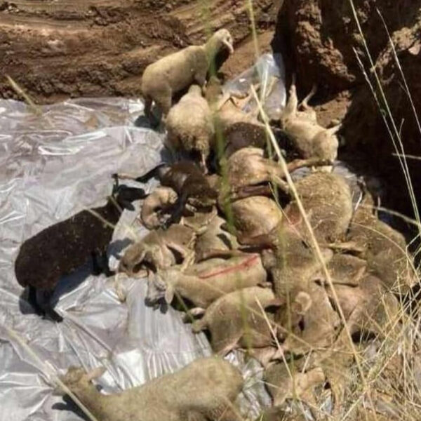 Η απόλυτη φρίκη: Έθαψαν ζωντανά 350 πρόβατα που προσβλήθηκαν από&hellip;