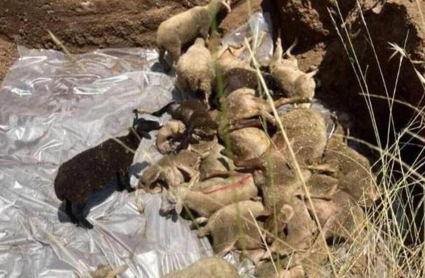 Η απόλυτη φρίκη: Έθαψαν ζωντανά 350 πρόβατα που προσβλήθηκαν από πανώλη