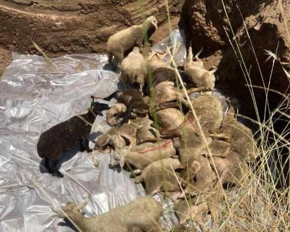 Η απόλυτη φρίκη: Έθαψαν ζωντανά 350 πρόβατα που προσβλήθηκαν από πανώλη