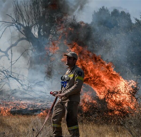 WWF: Απαραίτητη η υιοθέτηση ολιστικού σχεδίου πρόληψης για τις πυρκαγιές&hellip;