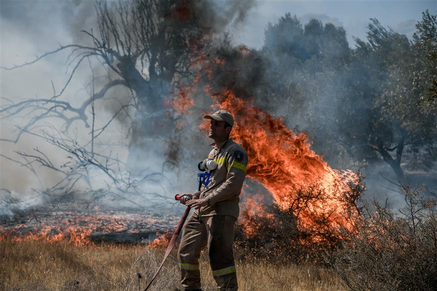 WWF: Απαραίτητη η υιοθέτηση ολιστικού σχεδίου πρόληψης για τις πυρκαγιές στην Ελλάδα