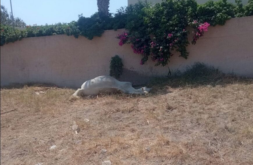 Κτηνωδία στη Σαντορίνη: Έδεσαν άλογο και το άφησαν να πεθάνει από δίψα