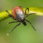 Αθ. Τσακρής / Wetland virus: Η ταυτότητα του ιού των υγροτόπων