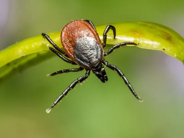 Αθ. Τσακρής / Wetland virus: Η ταυτότητα του ιού των…