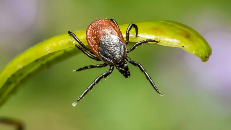 Αθ. Τσακρής / Wetland virus: Η ταυτότητα του ιού των υγροτόπων