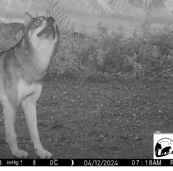 Οι λύκοι επιστρέψαν στην Πελοπόννησο για πρώτη φορά μετά το 1930