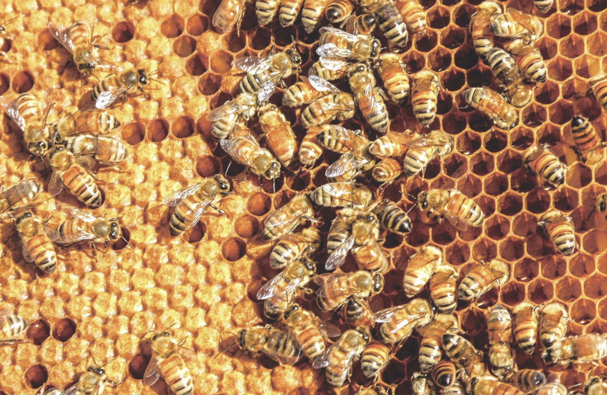 Τι θα συνέβαινε στον πλανήτη εάν εξαφανιστούν οι μέλισσες;