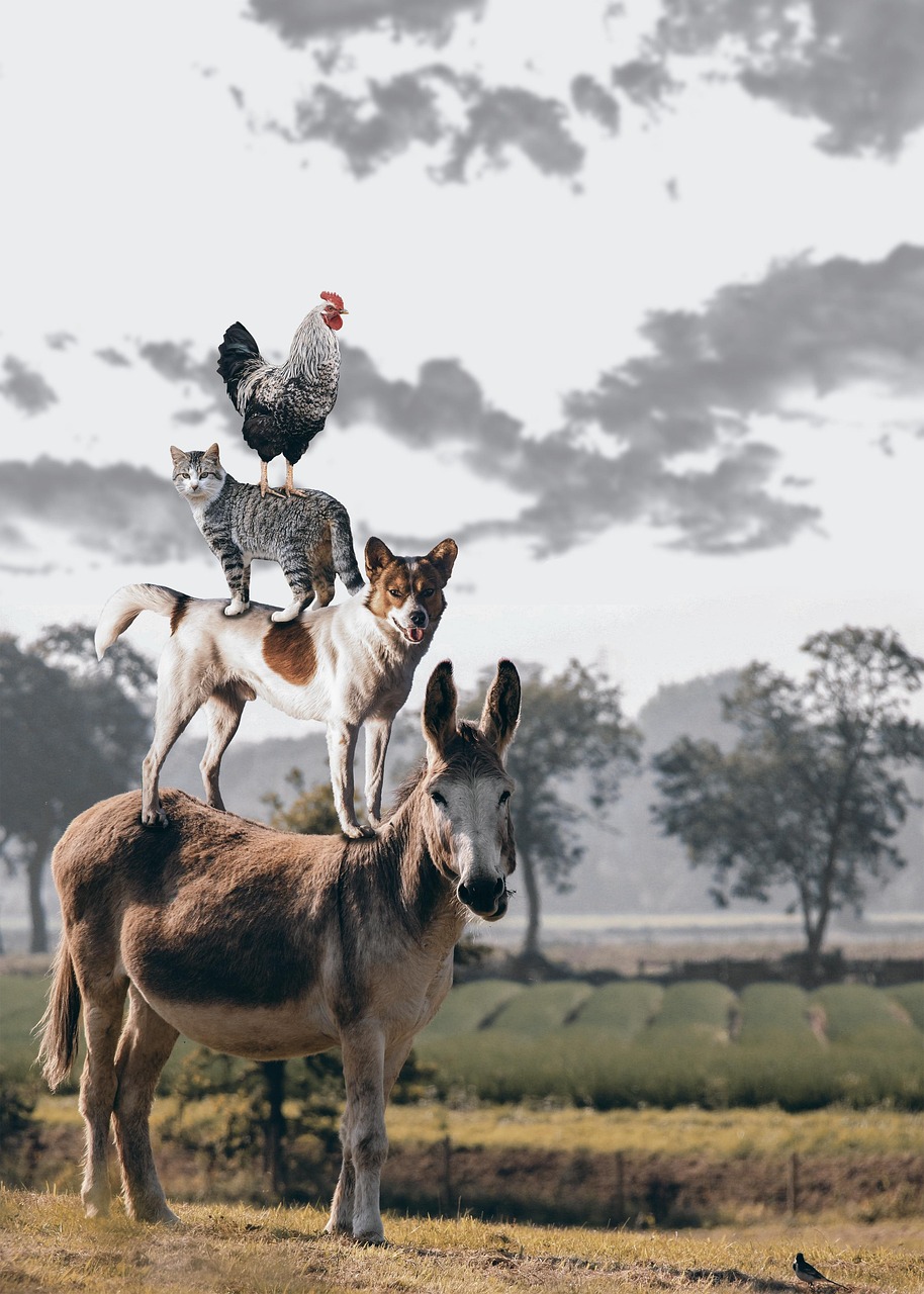 Image by TeeFarm on Pixabay