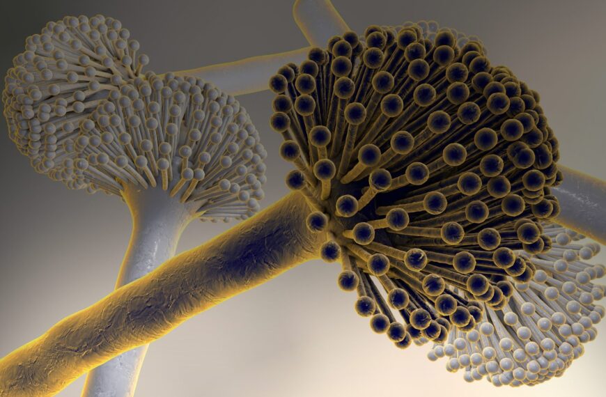 Aspergillus: Ο τρομακτικός μύκητας που μπορεί να μας «φάει από…
