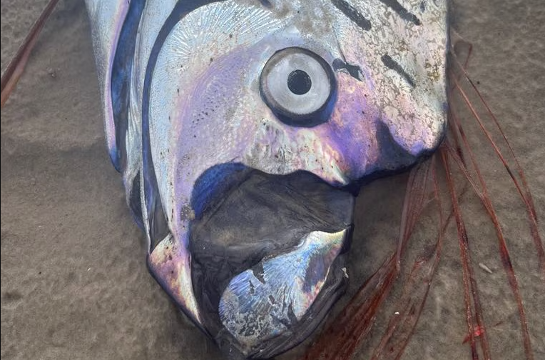 Το «ψάρι της αποκάλυψης» ξεβράστηκε στην Τασμανία: Μια σπάνια συνάντηση με το μυθικό βασιλιά των βυθών