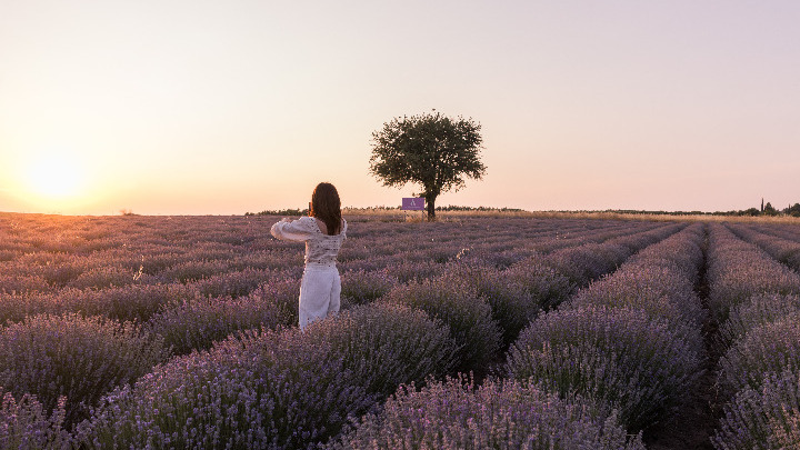 Χωράφια λεβάντας στο Μεσημέρι Θεσσαλονίκης