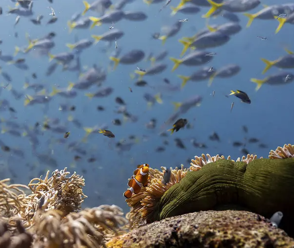Παγκόσμια Ημέρα Περιβάλλοντος / Σώστε τους ωκεανούς τώρα: Η έκκληση…