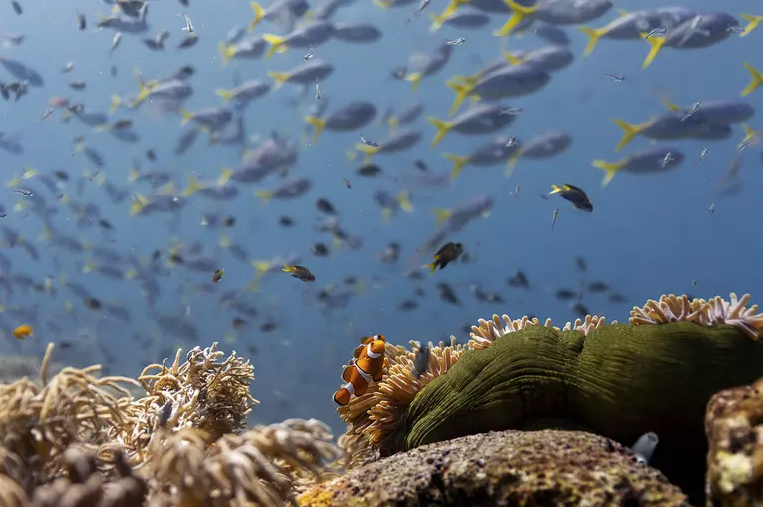 Παγκόσμια Ημέρα Περιβάλλοντος / Σώστε τους ωκεανούς τώρα:…