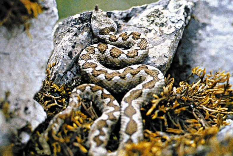 Πώς να ξεχωρίσετε τις οχιές από τα ακίνδυνα φίδια στην Ελλάδα