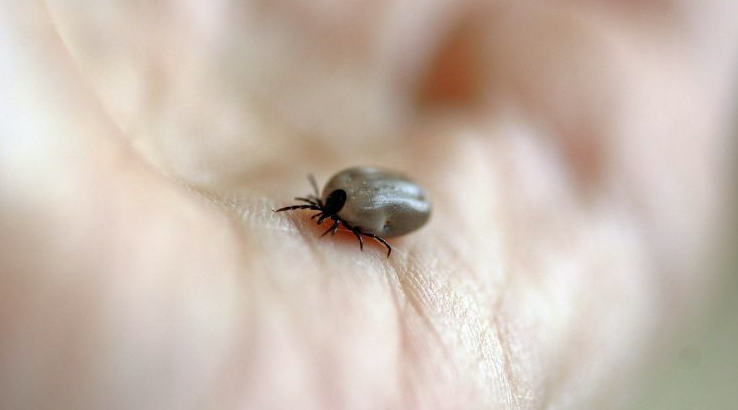 Κρούσμα αιμορραγικού πυρετού Κριμαίας-Κονγκό στη Λάρισα: Σε συναγερμό οι υγειονομικές αρχές