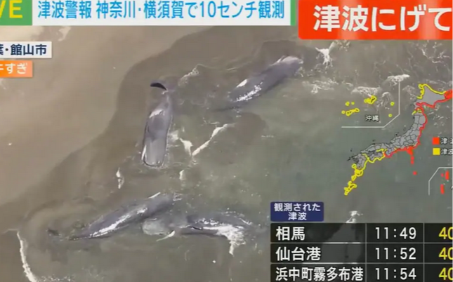 Ιαπωνία: Δεκάδες φάλαινες ξεβράζονται στις ακτές της Ιαπωνίας μετά τον σεισμό και το…