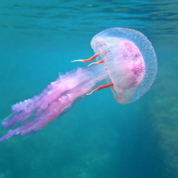 Gabriel Zucman: Η Δικαιοσύνη στη Φορολογία είναι η&hellip;