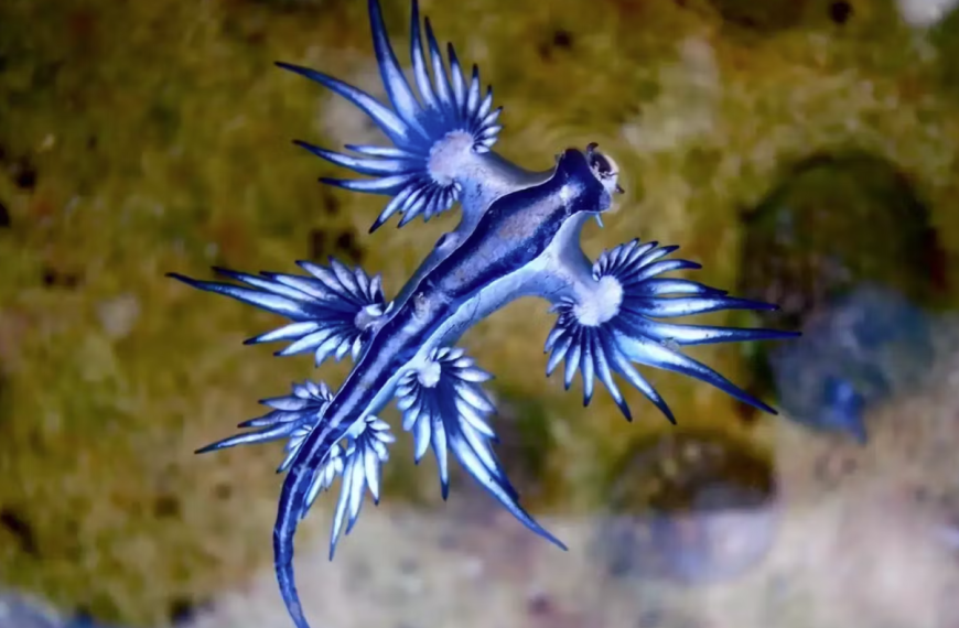 Μπλε Δράκος: Ο «όμορφος δολοφόνος των ωκεανών» – Συναγερμός στις ισπανικές ακτές