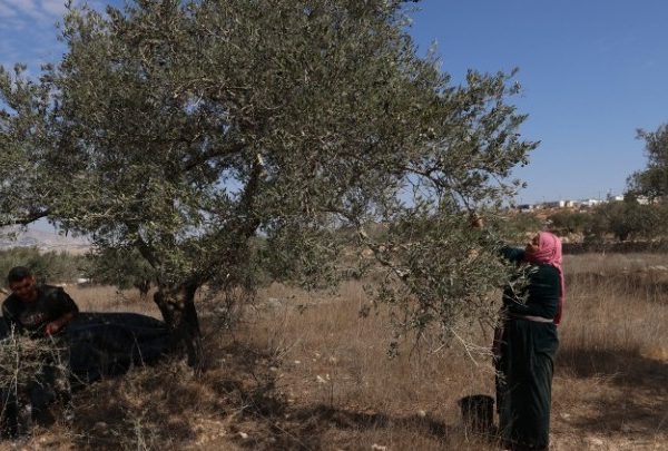 Μπουλντόζες ξεριζώνουν ελαιόδεντρα στη Δυτική Όχθη – καταγγελίες για εκτοπισμούς&hellip;