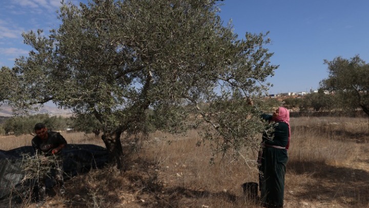 Μπουλντόζες ξεριζώνουν ελαιόδεντρα στη Δυτική Όχθη – καταγγελίες για εκτοπισμούς Παλαιστινίων