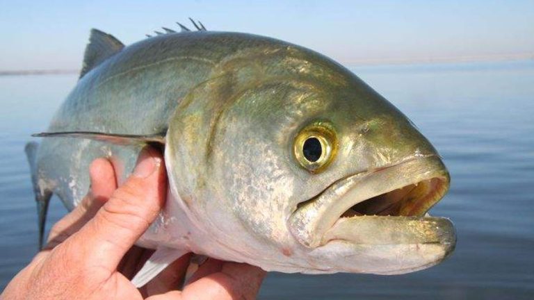 «Τρελάθηκαν» τα ψάρια σε λιμάνι της Εύβοιας – Πως εξηγείται το φαινόμενο&hellip;