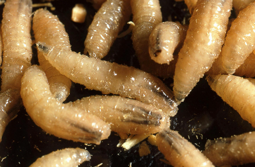 Συναγερμός στις ΗΠΑ: Εντοπίστηκε σπάνιο παράσιτο που «τρώει» ανθρώπινη σάρκα στο Μέριλαντ